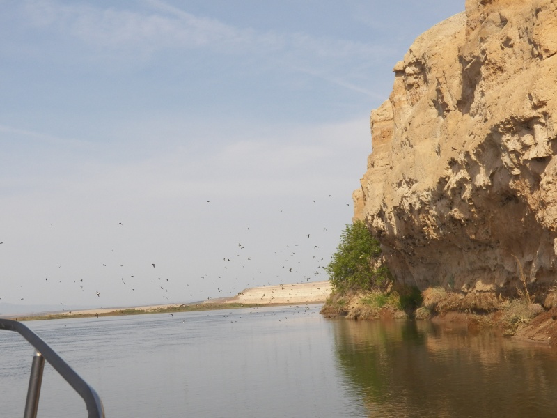 There were more cliff swallows here than on the basalt cliffs.  Huge colonies that would swarm out like bees.