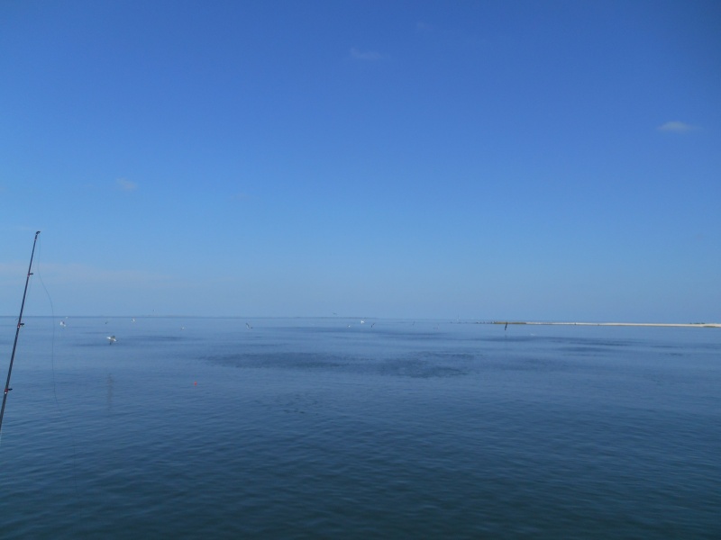 These are schools of Menhaden Shad, fresh from the hatch, with birds feeding from above and predator fish below. A strike on every cast.