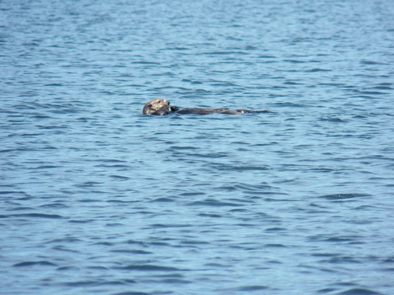 These guys were everywhere, including the lagoon that runs for about a mile NE of Winter Harbor.  The lagoon is shallow and open, but the weather report was good and I only draw 8 inches.