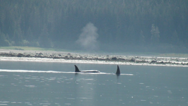 These Orca surfaced while we were anchoring at the entrance to the Dundas  River, where I went up the river in the Mokai