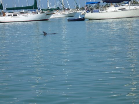 Things like this just swimming around