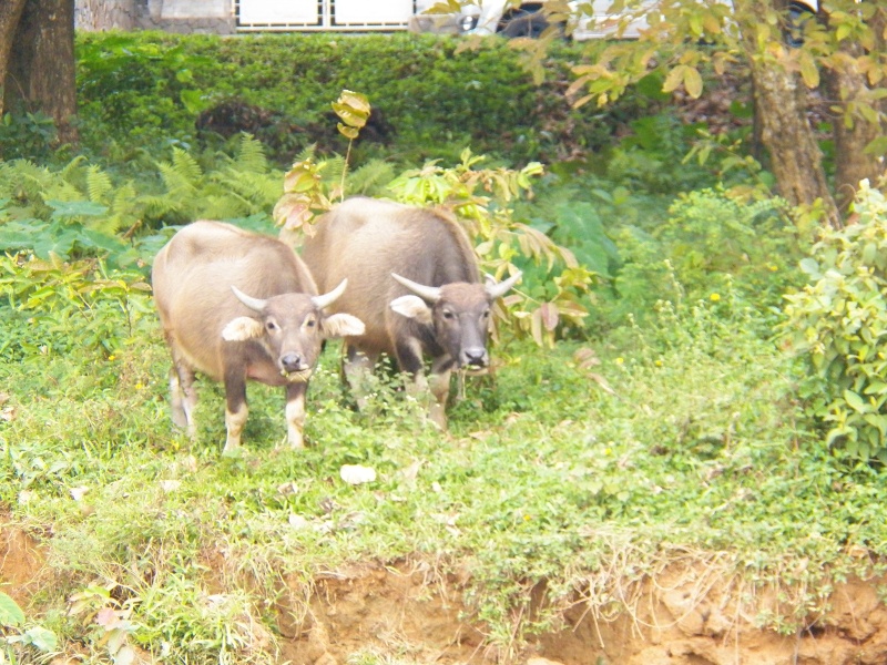 Things turned sort of rural, at least enough to graze some water buffalo.