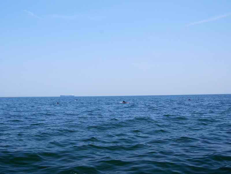 Third pod leaving the area and heading east to deeper water
