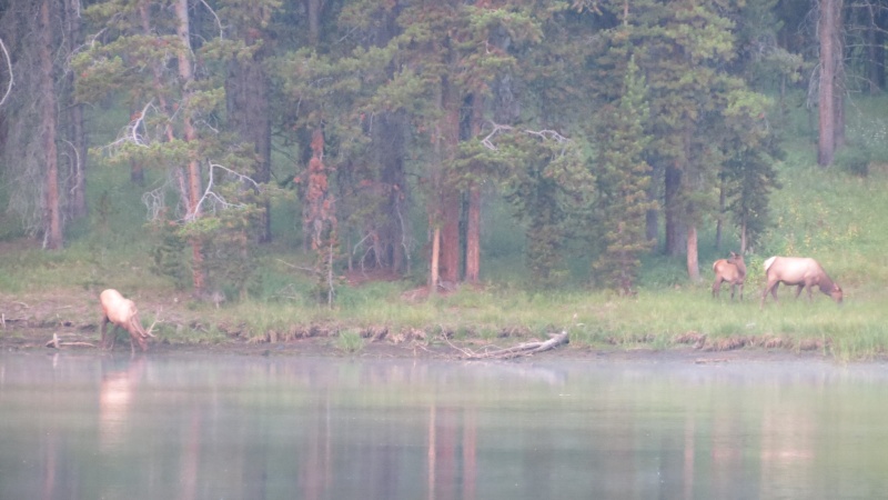 Thirsty Elk