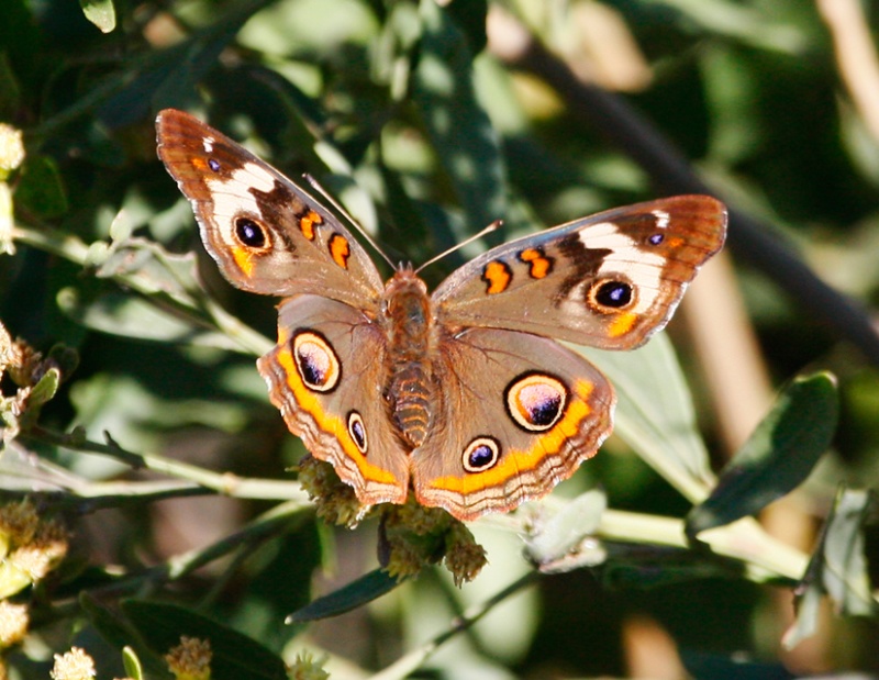 This beautiful moth has eye patterns on its wings.