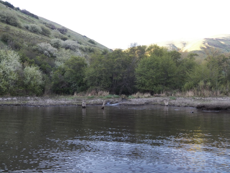 This canyon bay had running water.  I scared off a great blue heron, a flock of pintail ducks, a river otter, a black Angus cow and her calf, and probably other wildlife.