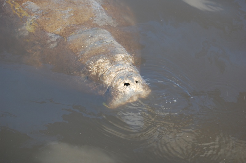This guy came to visit at Indiantown Marina there was an 8' alligator laying on the back about 75' away. Apparently they don't like manatee