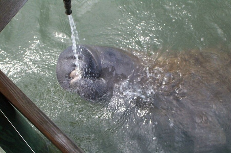 This guy hung around for hours drinking from the overflow.