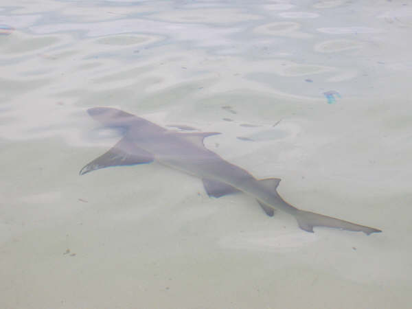 This guy never flinched as we strolled by.