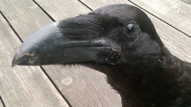 This guy tried to peck my camera.  "No photographs allowed!"