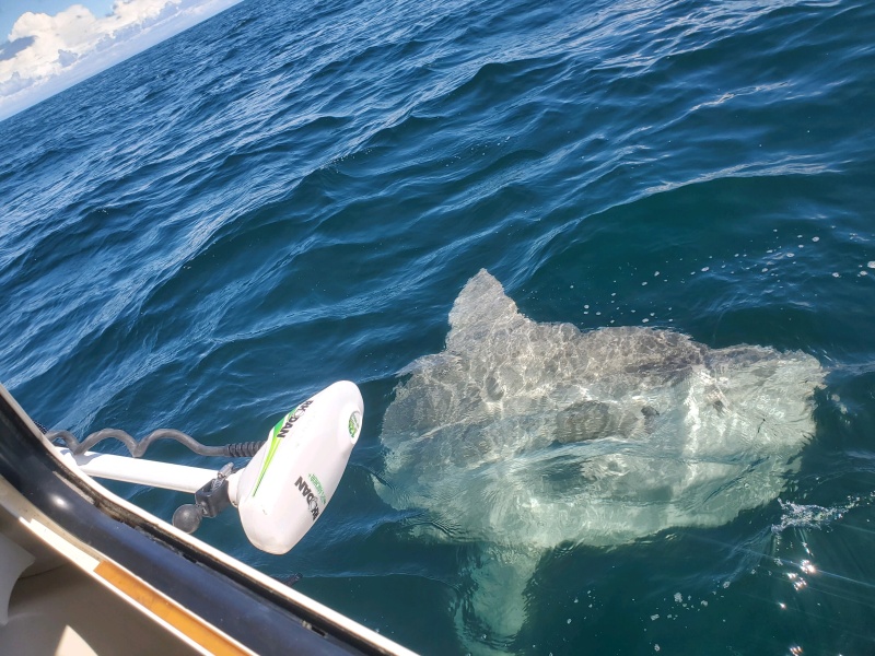 This isn\'t the one that threw itself in front of the prop. They are everywhere on the Washington coast starting about 10 miles out.