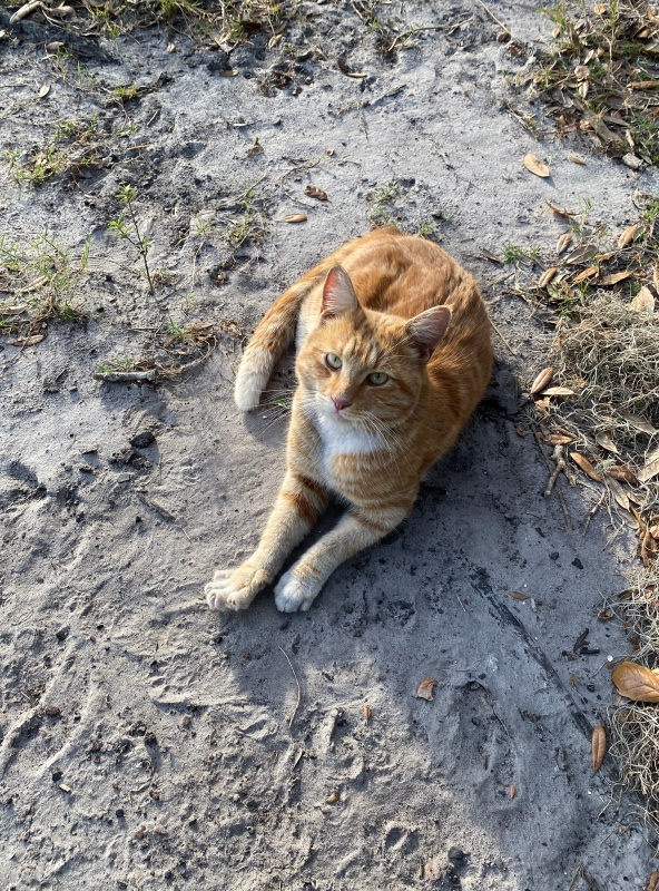 This little guy adopted us.Though not feral he took off after breakfast. Rescue folks are headed out to see if they can get him .