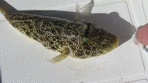 This little guy had some pretty bad buck teeth. Pretty eyes, it looked like some sort of oyster cracker
