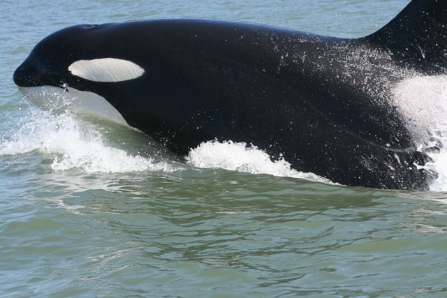 this on was so close 5 ft of the boat that it did not fit in the zoom lens