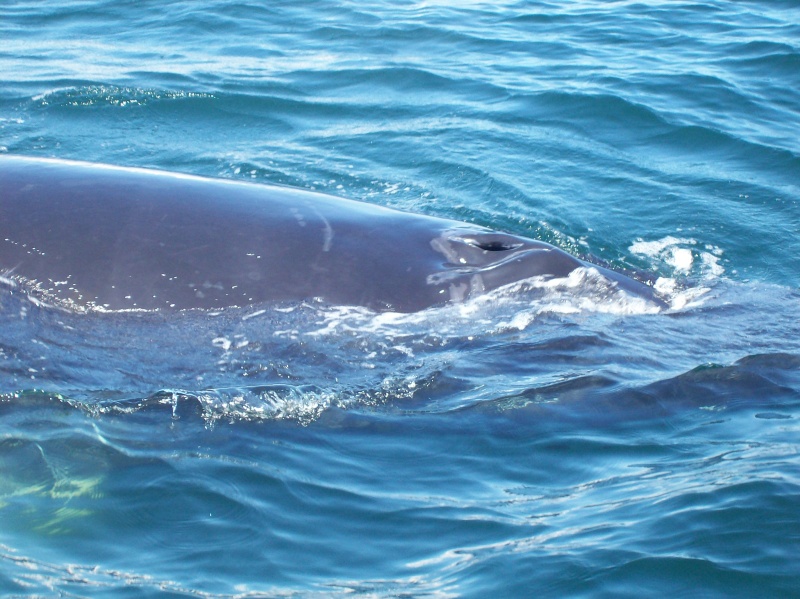 This one came very close to the boat!