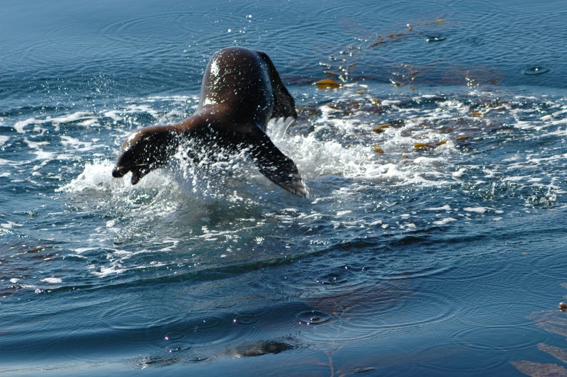 This seal lion did this acrobatic display right next to my boat.