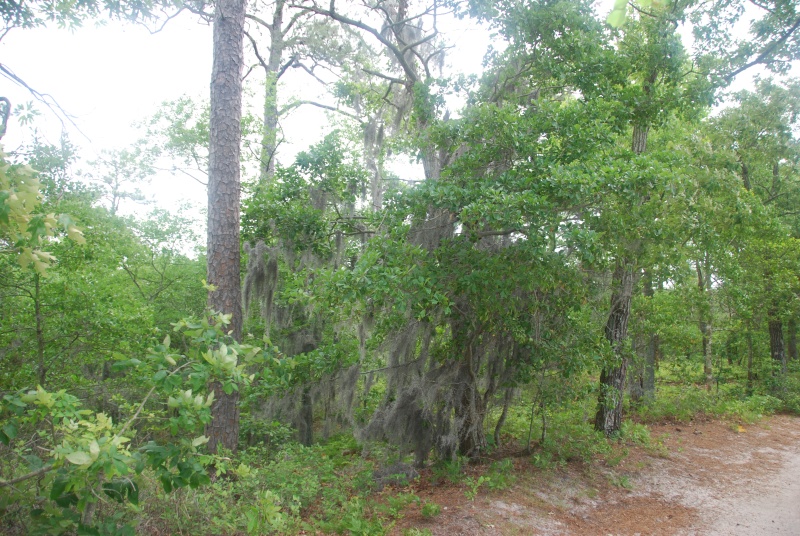 This trail begins abt 100yds from a public boat ramp and beach that allows access to Broad Bay, Va. Beach.
