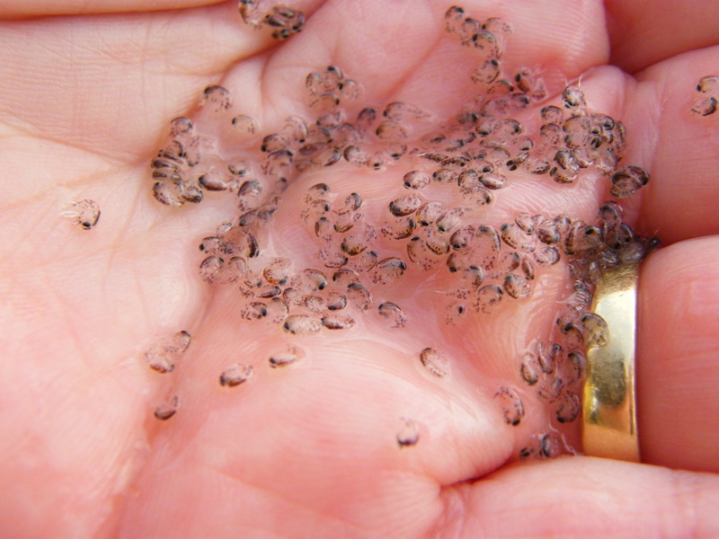 This weeks crusteacean bloom in the South Sound