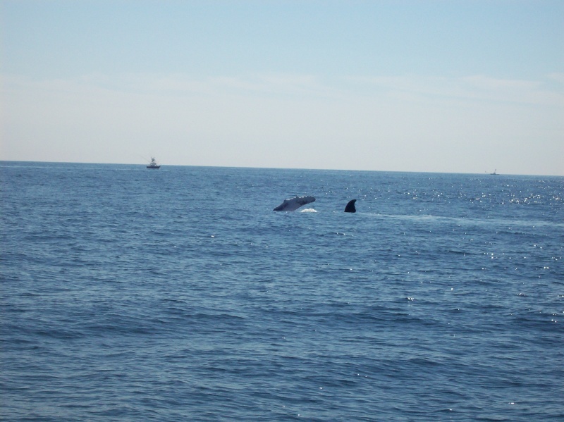 This whale was slapping the water.