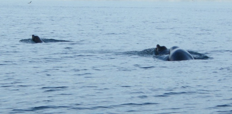 Three sealion escort.