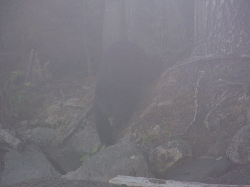 Through the early morning fog a visitor comes to check our stern line.