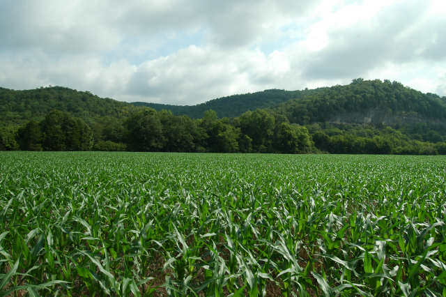 TN River 7-4-08 TWO 256