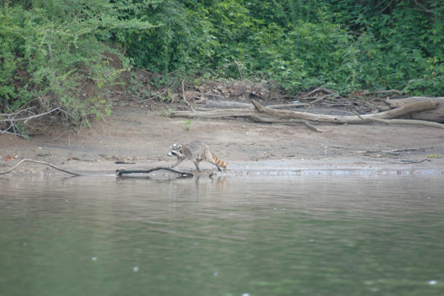 TN River 7-4-08 VR 042