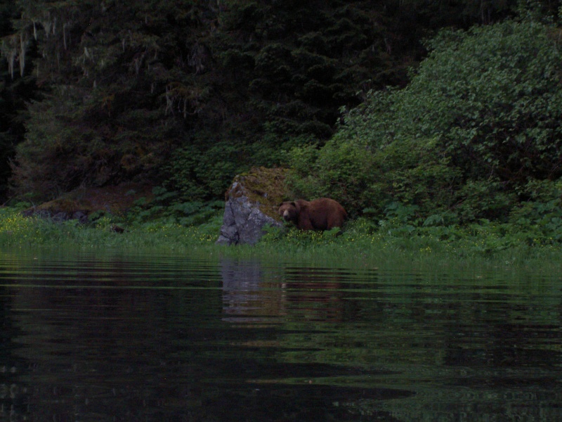 to bad it was almost dark this bear deserved his photoshoot