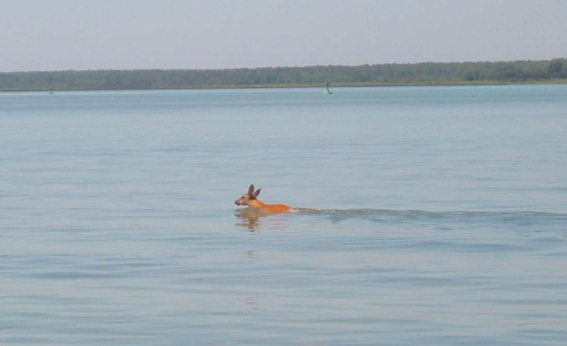 To think we started to troll for walleye.