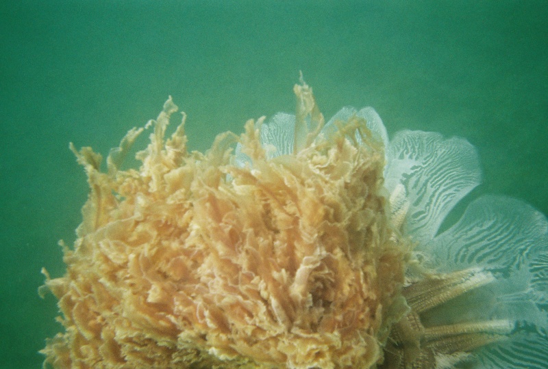 Took these shots with a cheap underwater camera. I have never seen a "sea blubber" as large as this one.