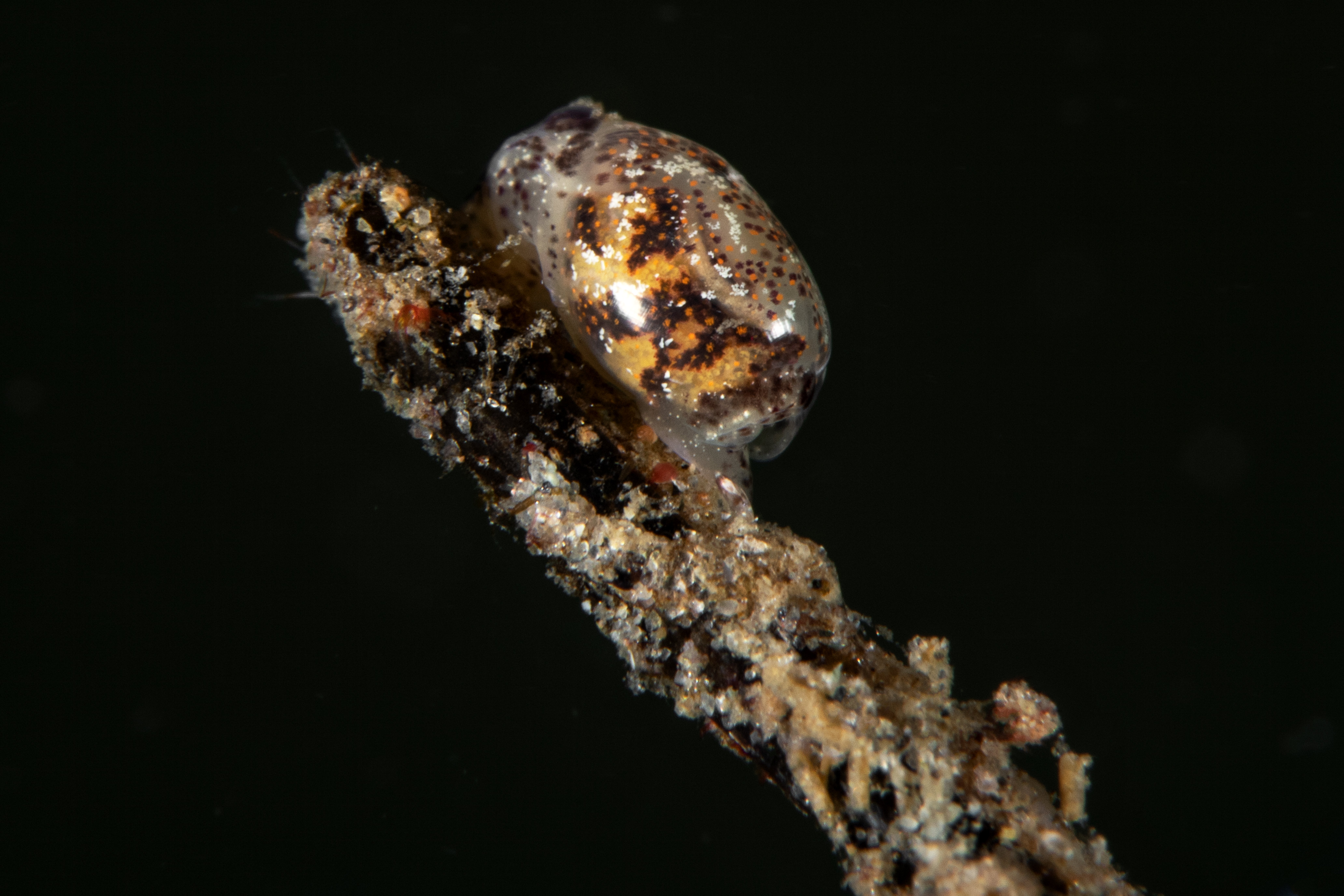 Topaz Deep DSC_8695.jpg