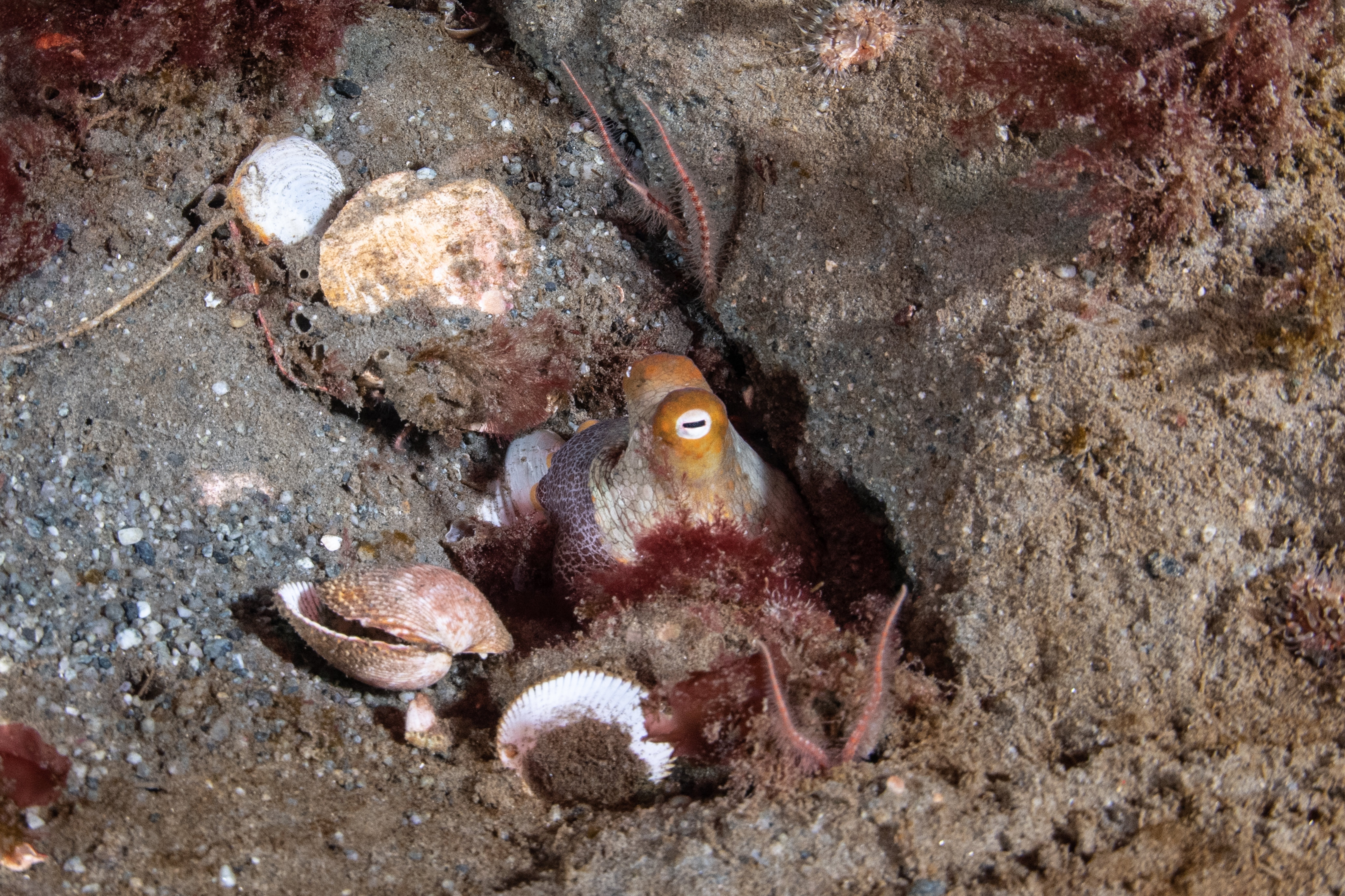 Topaz Deep DSC_8952.jpg