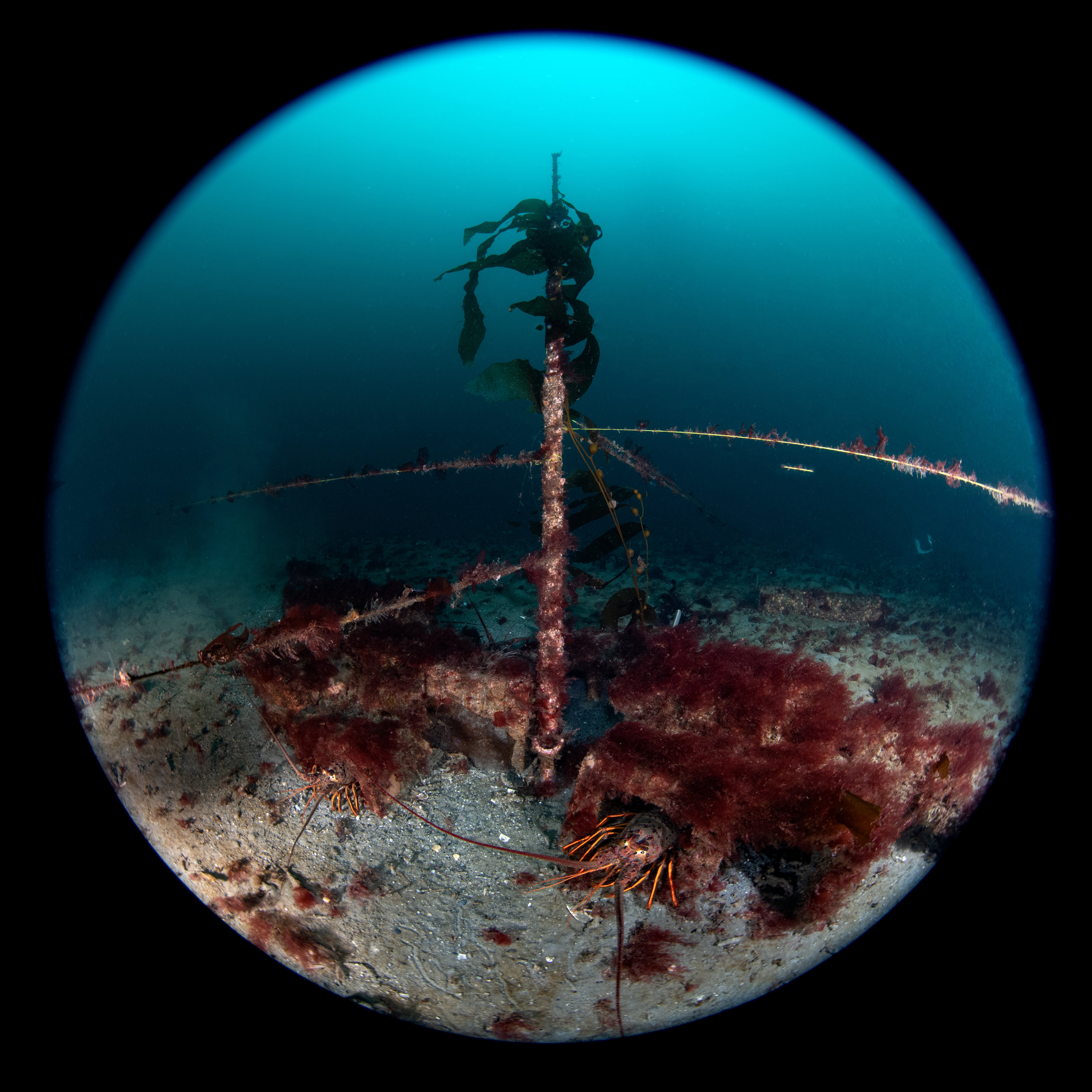 Topaz Deep DSC_8957.jpg