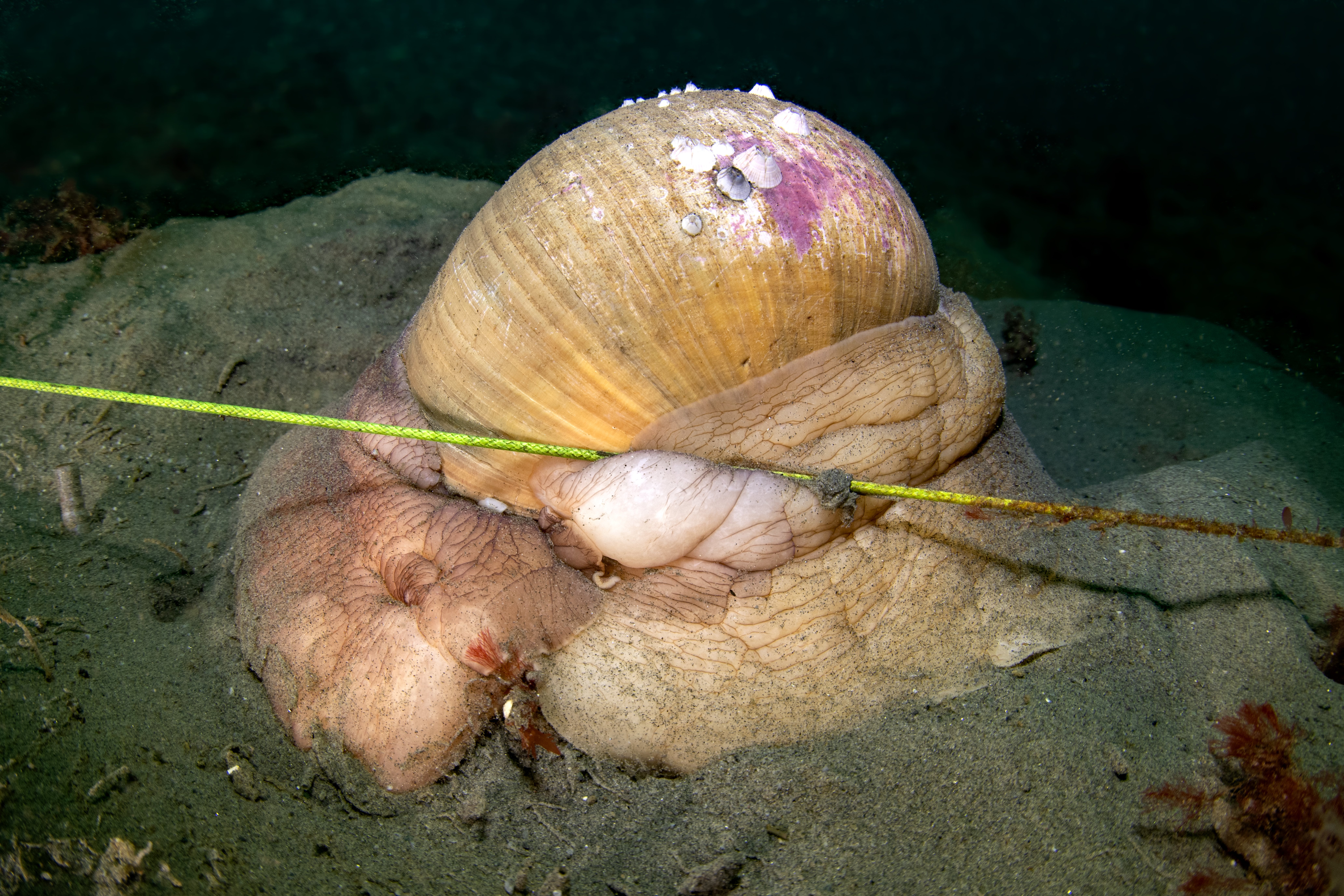 Topaz Deep DSC_8970.jpg