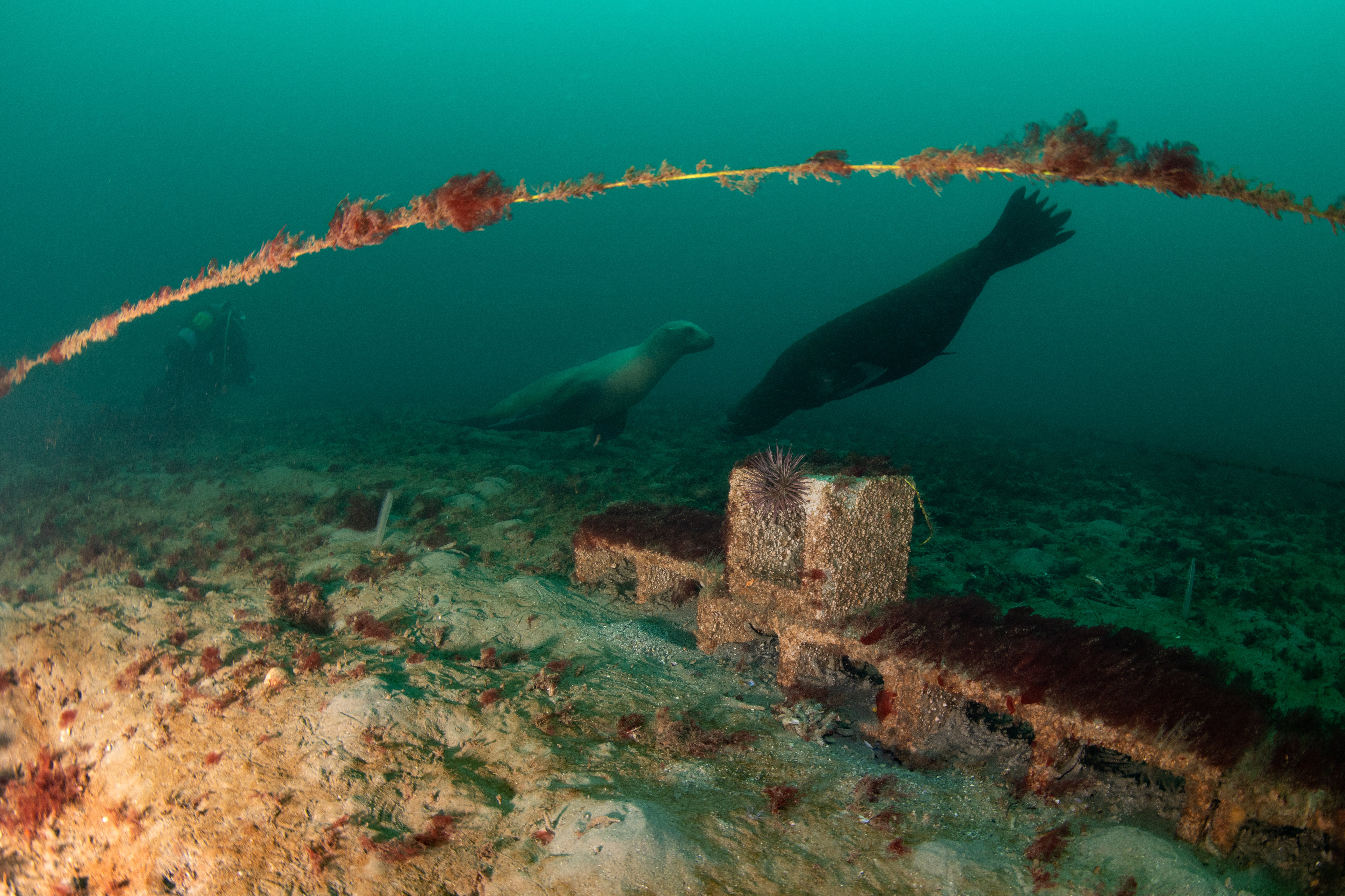 Topaz Deep DSC_8977.jpg