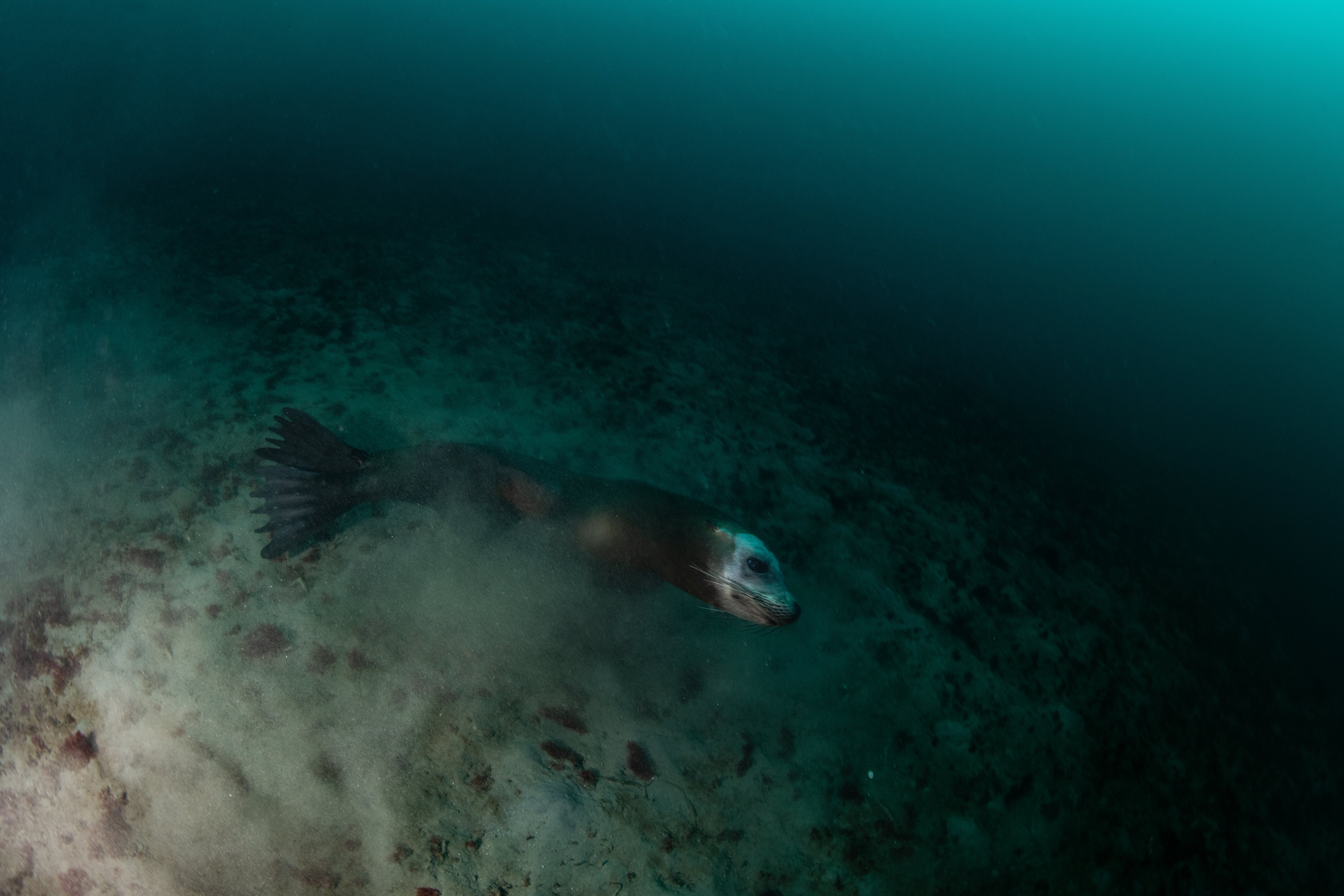 Topaz Deep DSC_9004.jpg