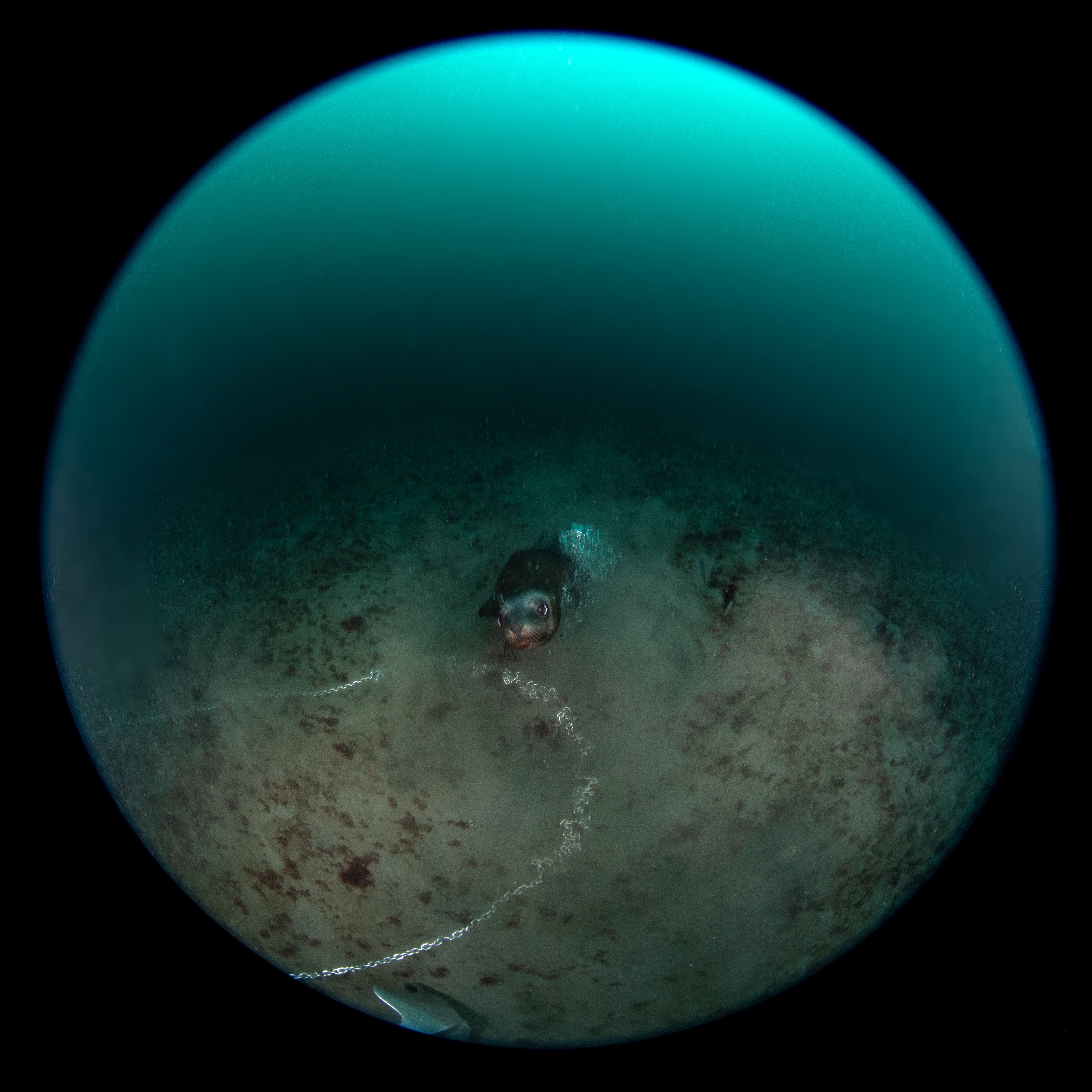 Topaz Deep DSC_9013.jpg