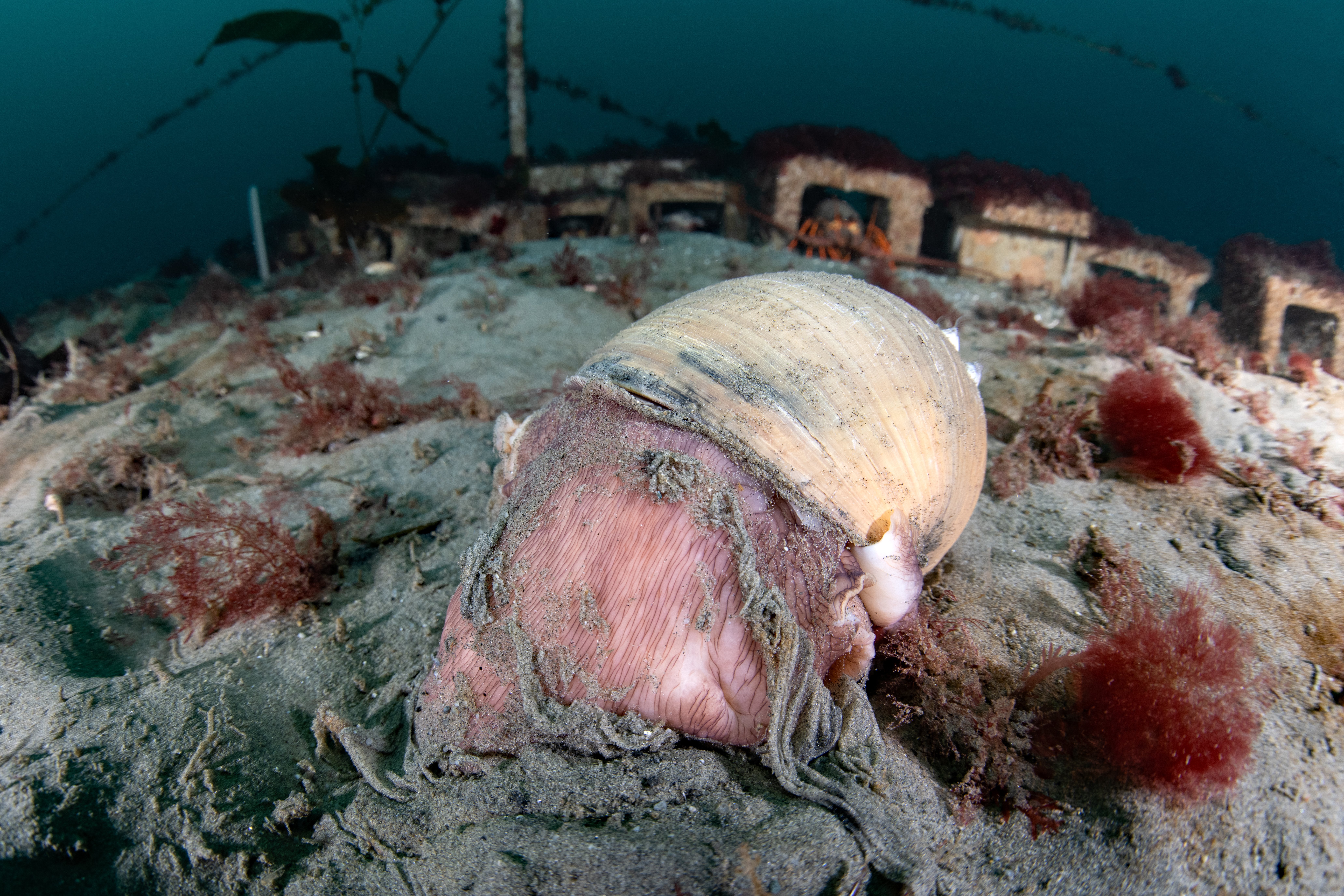 Topaz Deep DSC_9024.jpg