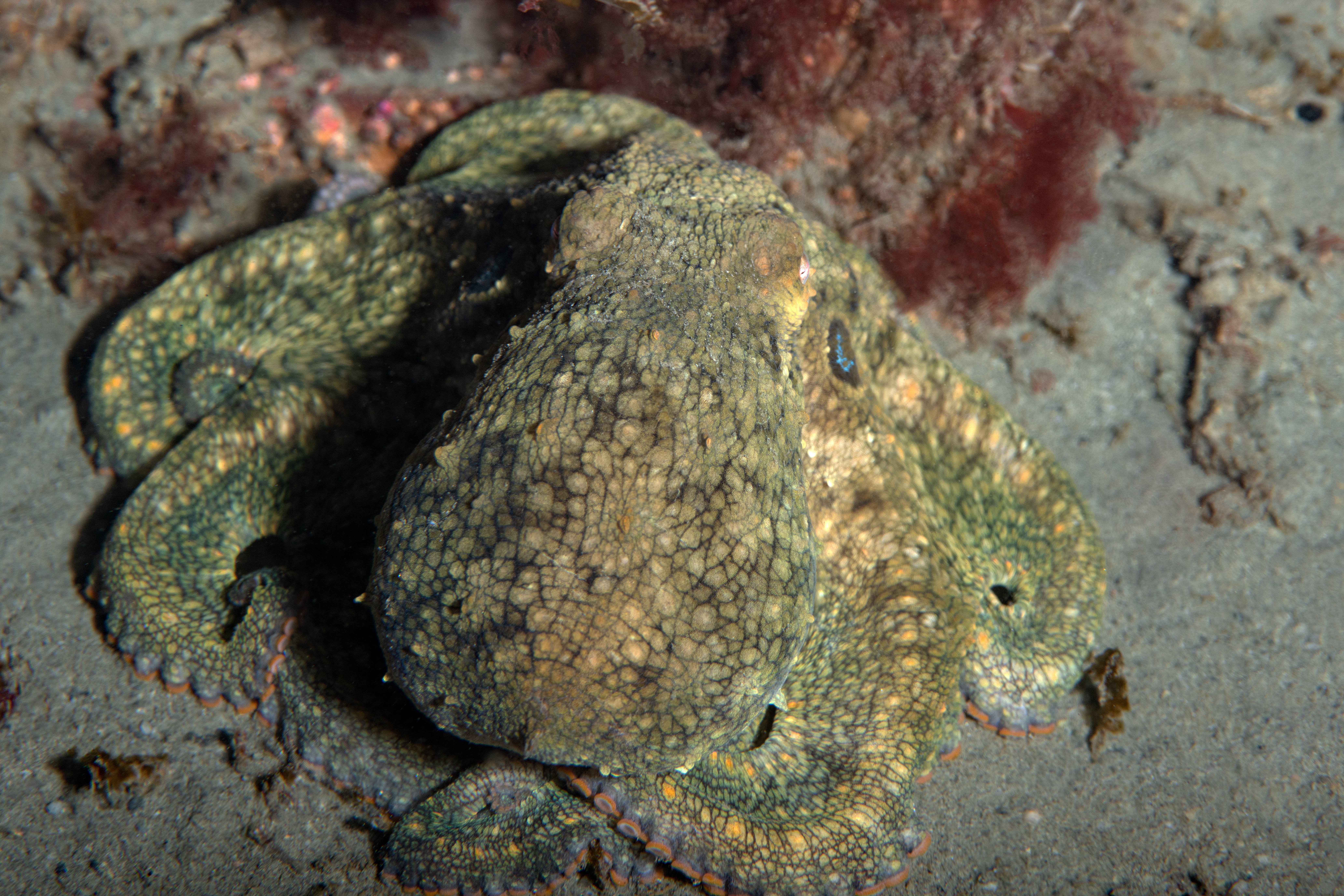 Topaz Deep DSC_9031.jpg