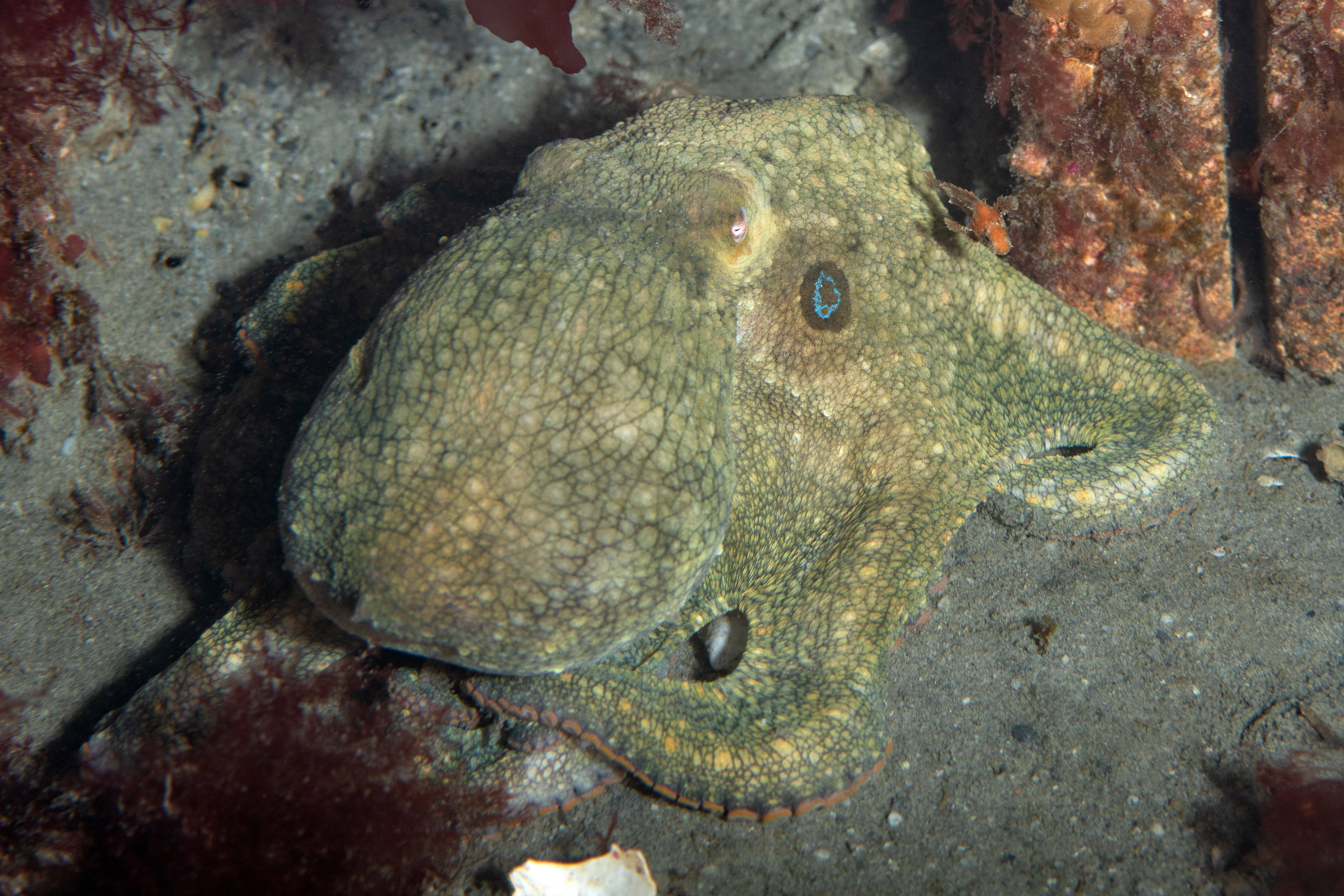 Topaz Deep DSC_9032.jpg