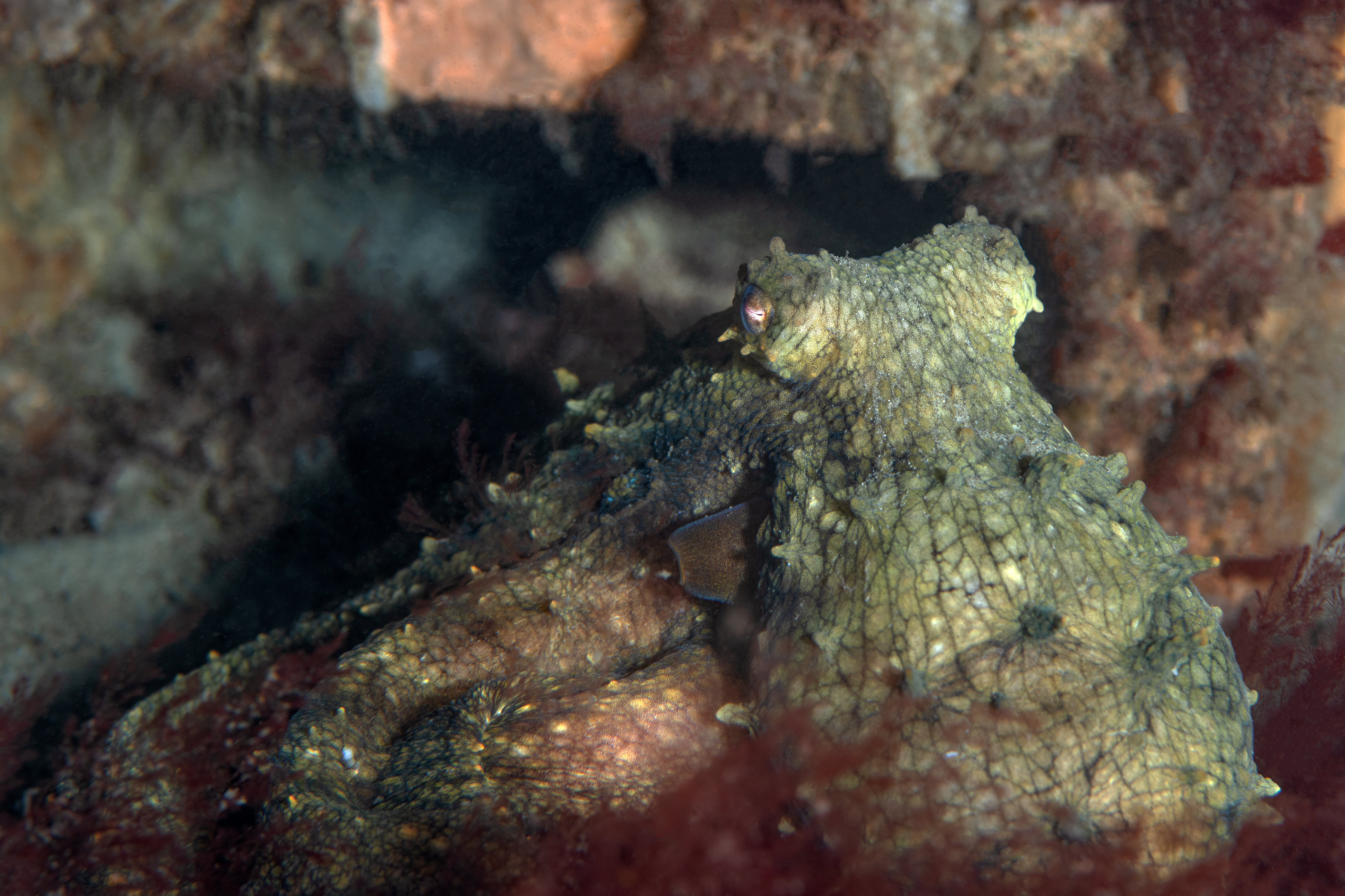 Topaz Deep DSC_9035.jpg