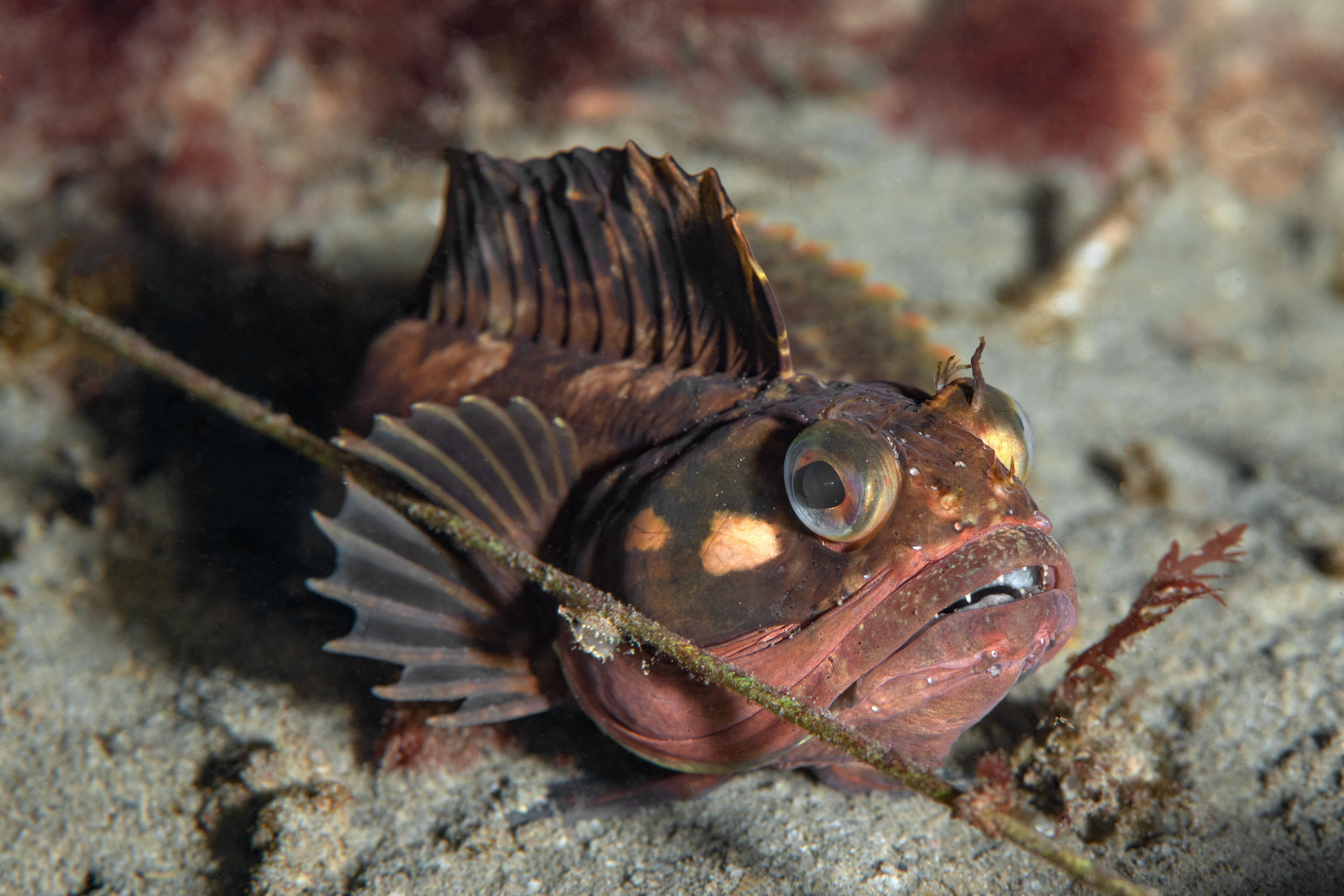 Topaz Deep DSC_9036.jpg