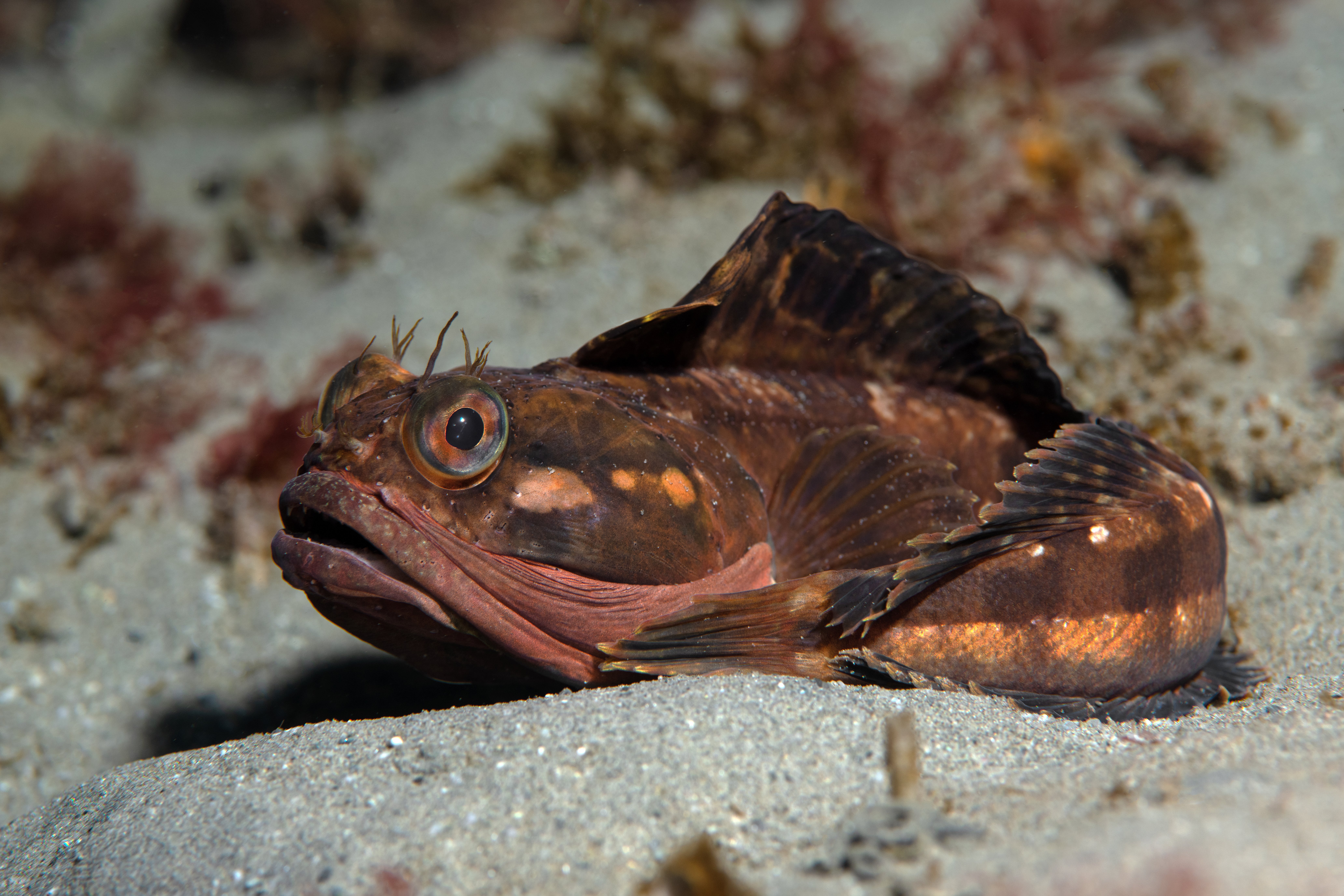 Topaz Deep DSC_9042.jpg