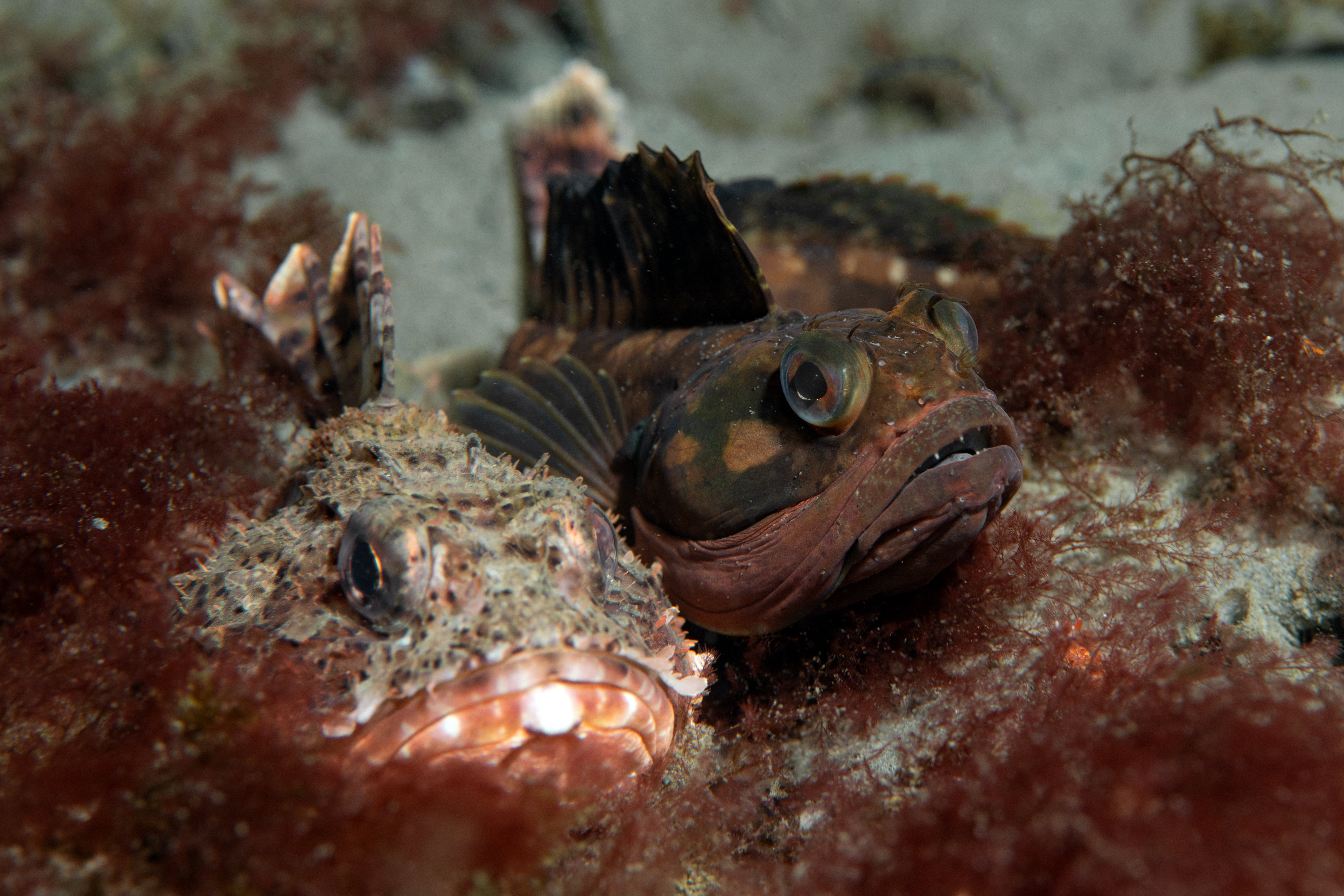 Topaz Deep DSC_9043.jpg