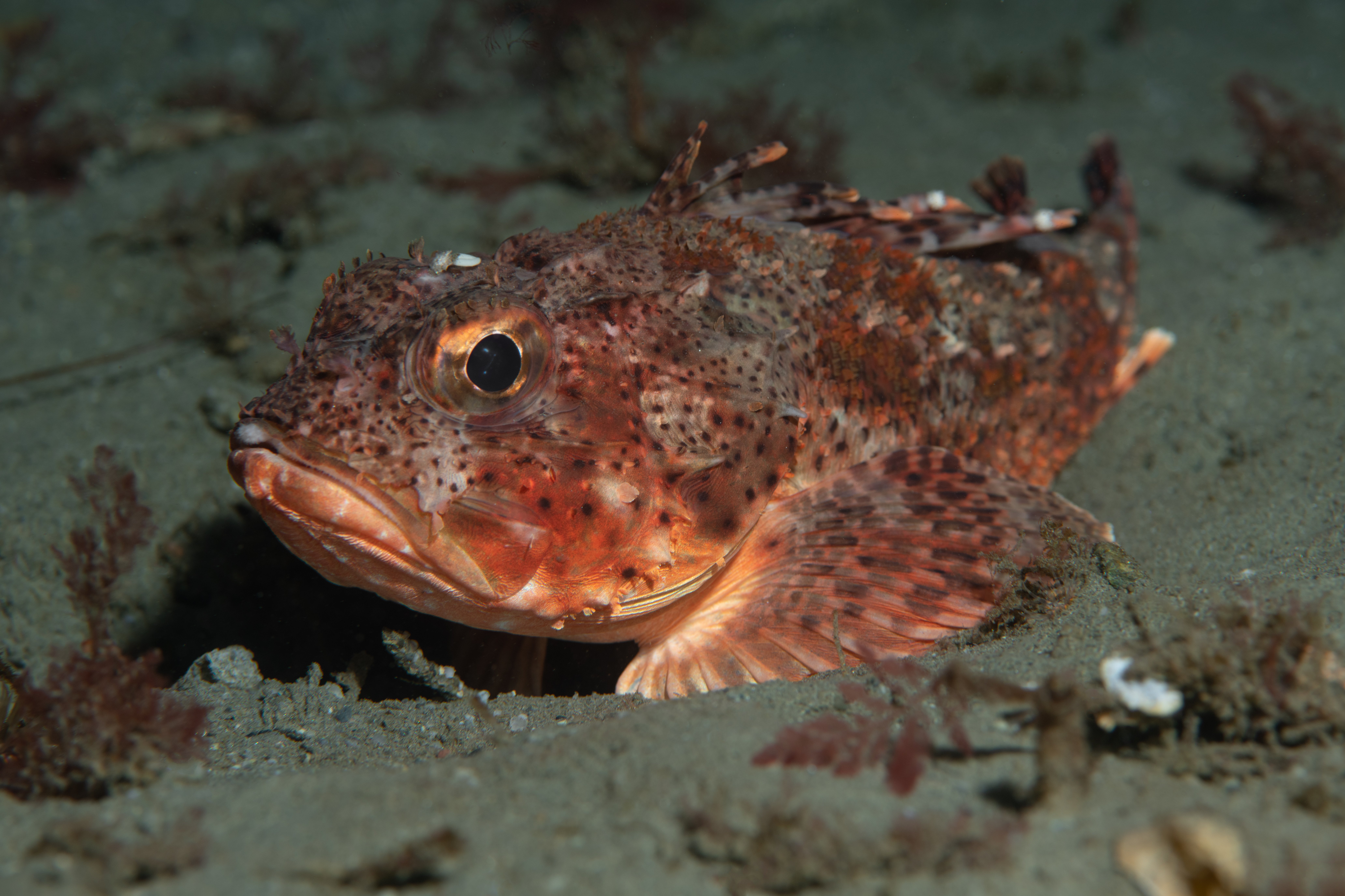 Topaz Deep DSC_9045.jpg