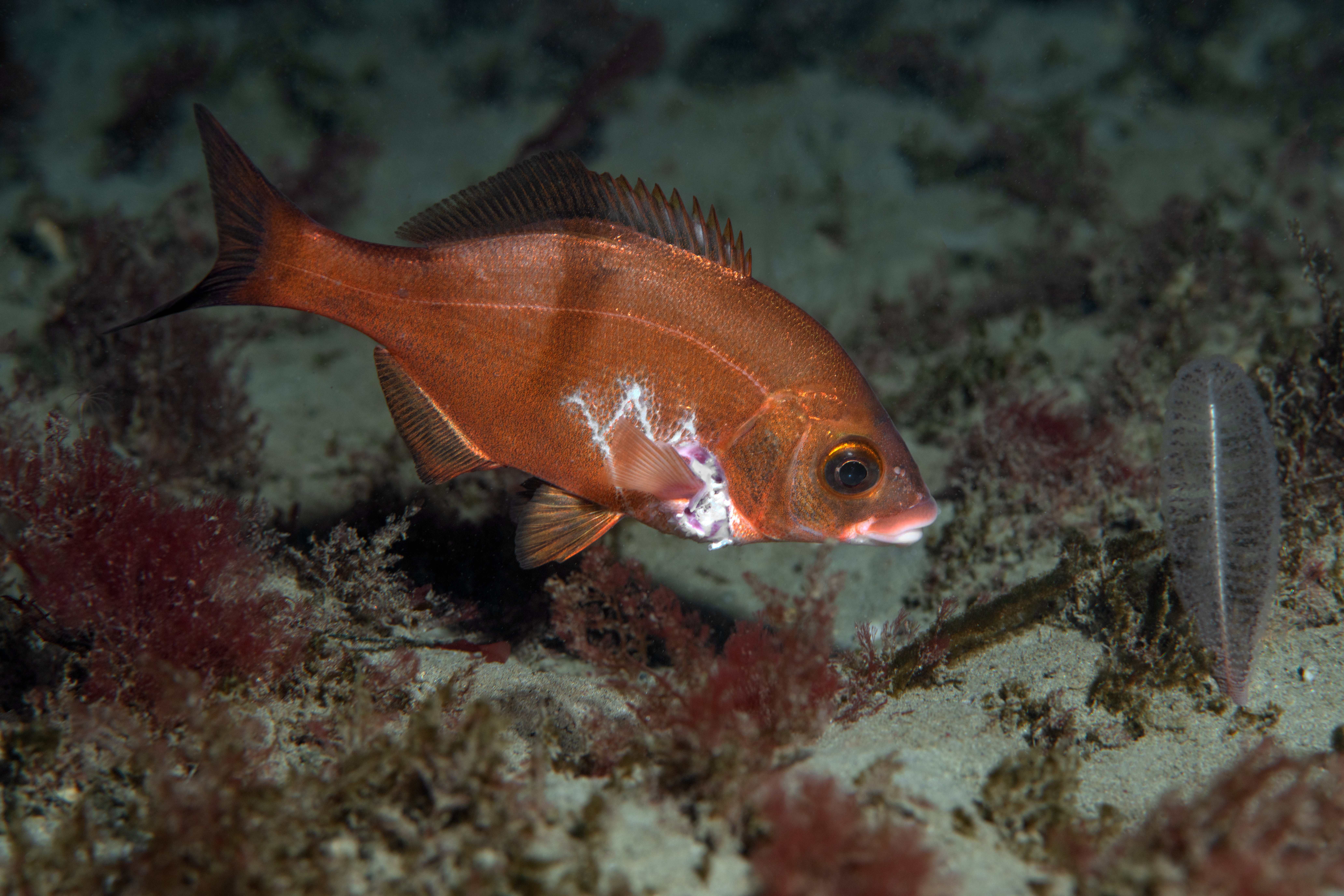 Topaz Deep DSC_9046.jpg