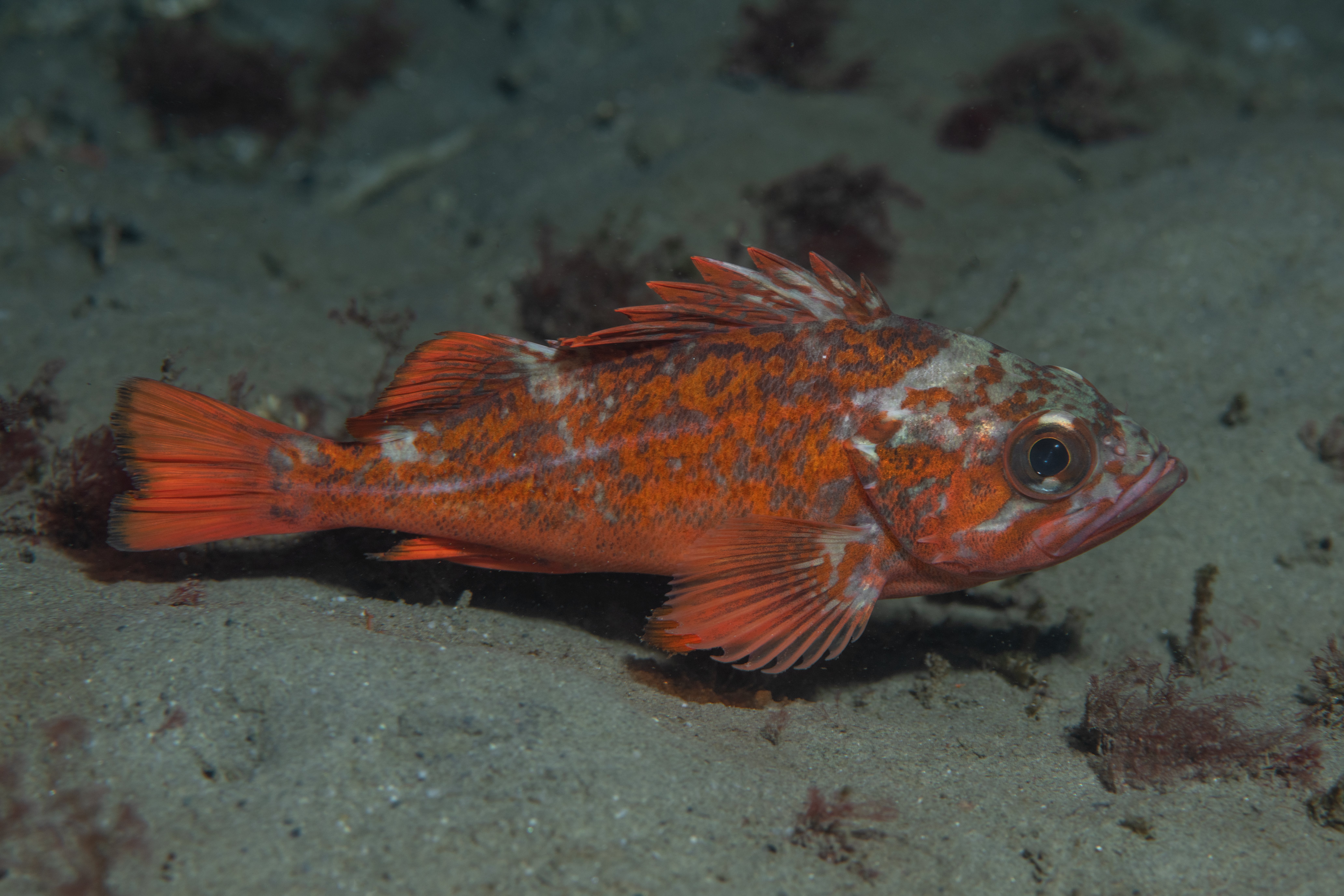 Topaz Deep DSC_9051.jpg