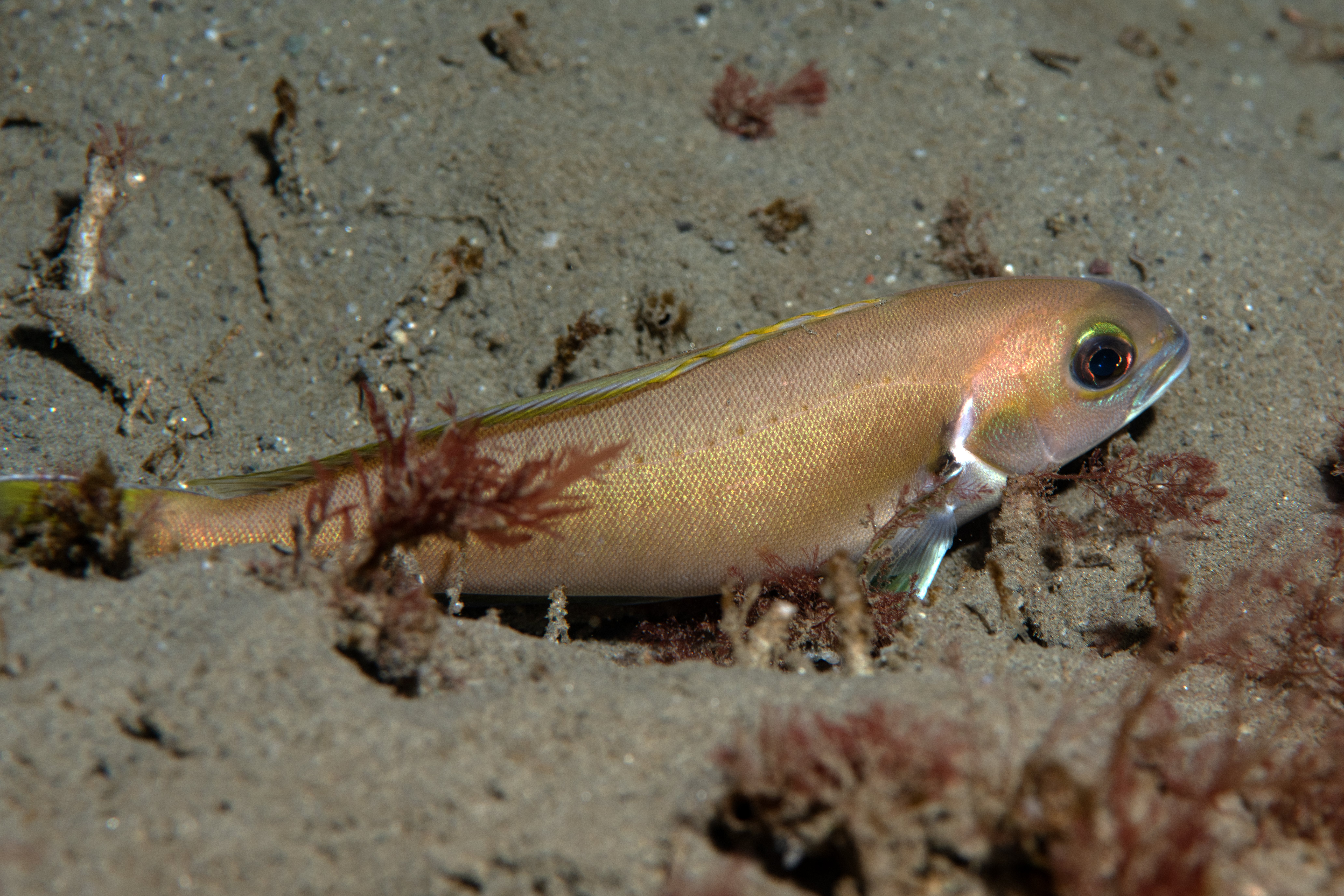 Topaz Deep DSC_9053.jpg