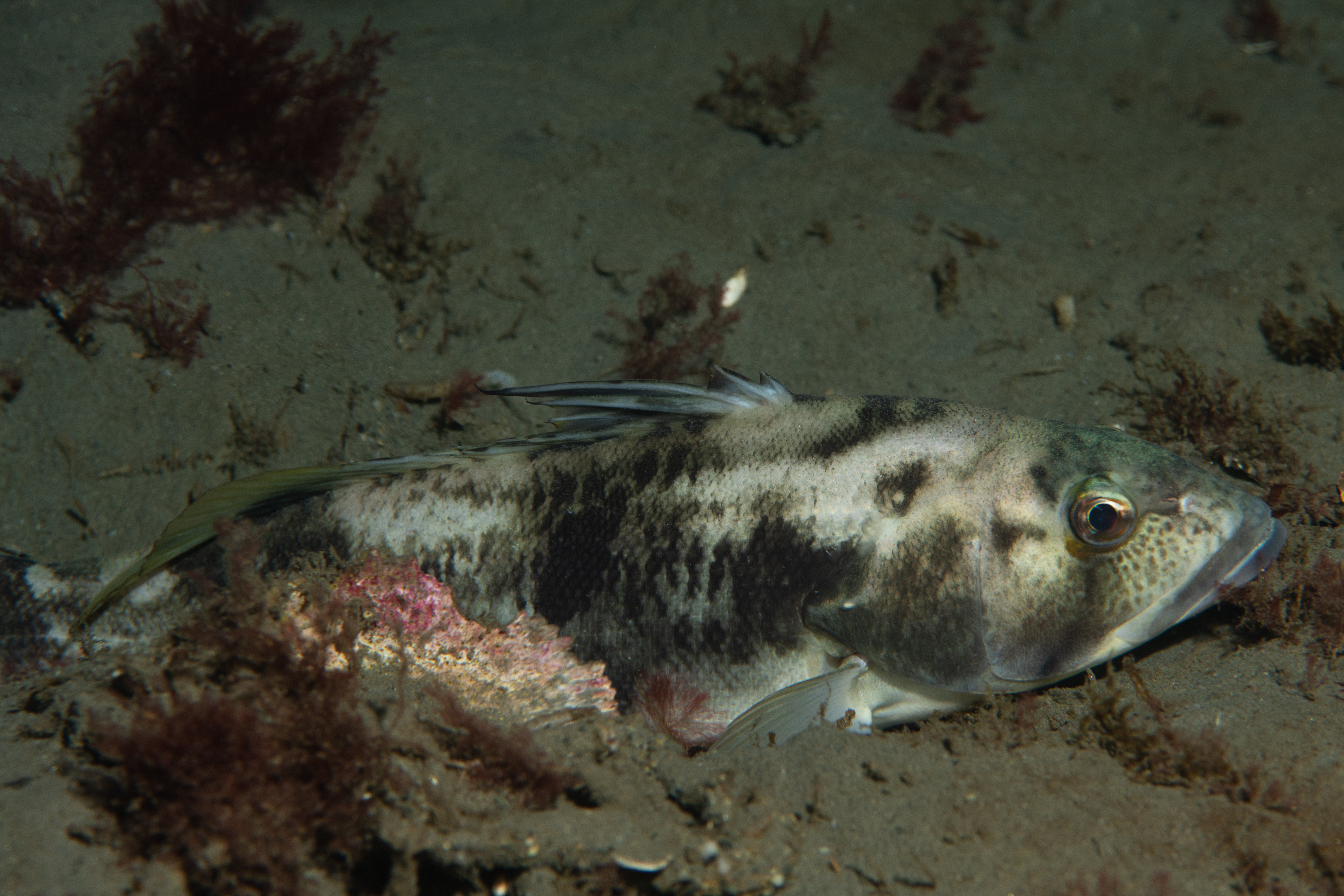 Topaz Deep DSC_9065.jpg