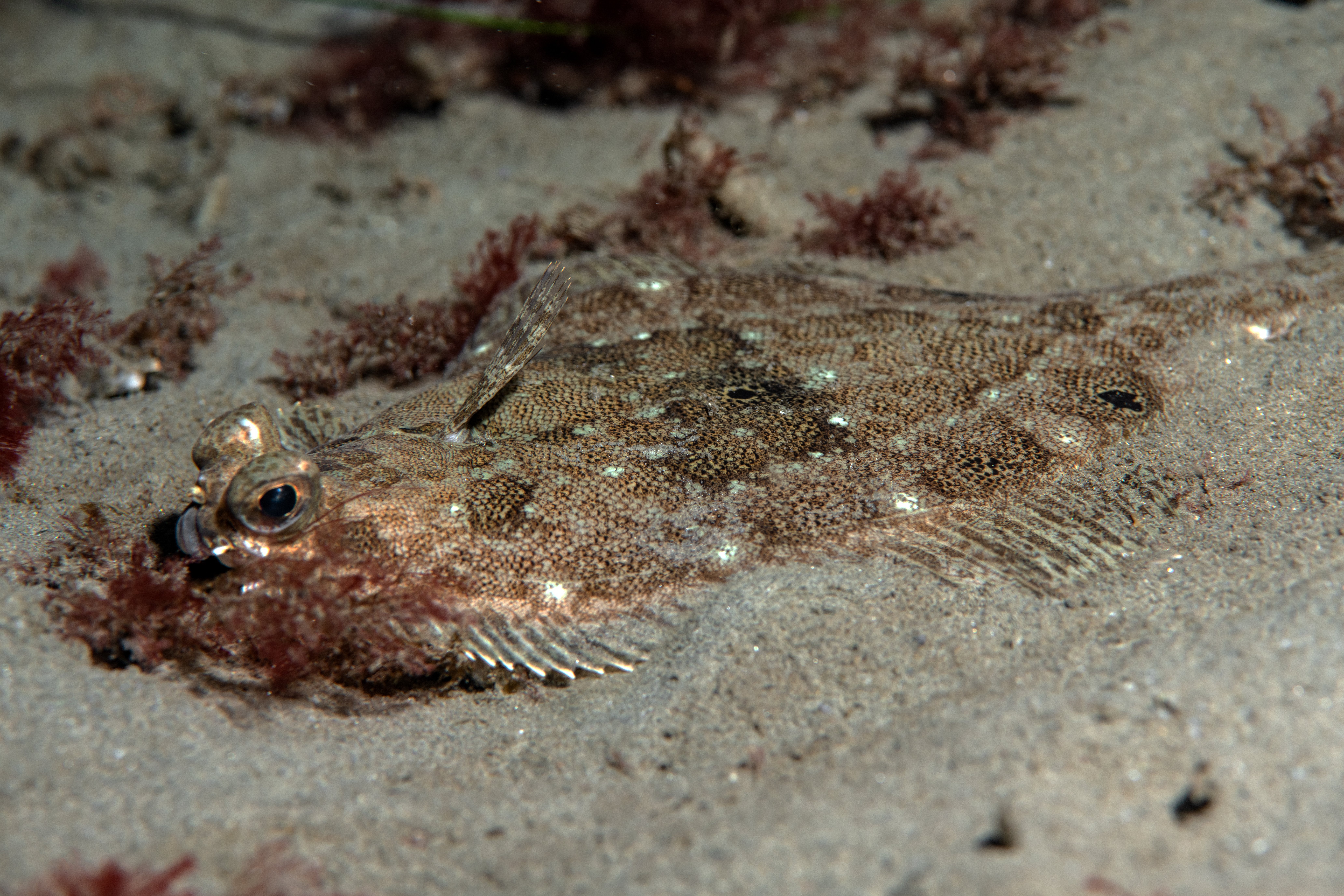 Topaz Deep DSC_9066.jpg